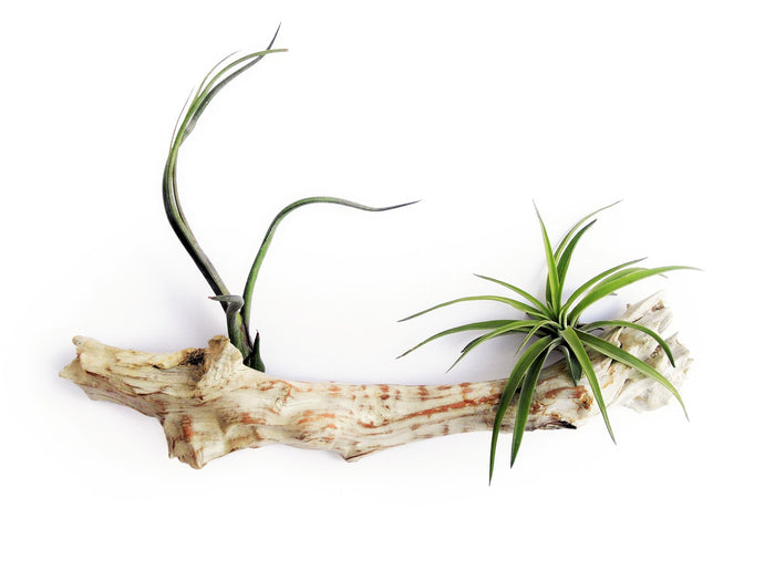 Simple Steps On How To Keep Air Plants Alive
